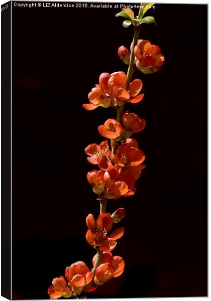  Red Flowering Quince Canvas Print by LIZ Alderdice