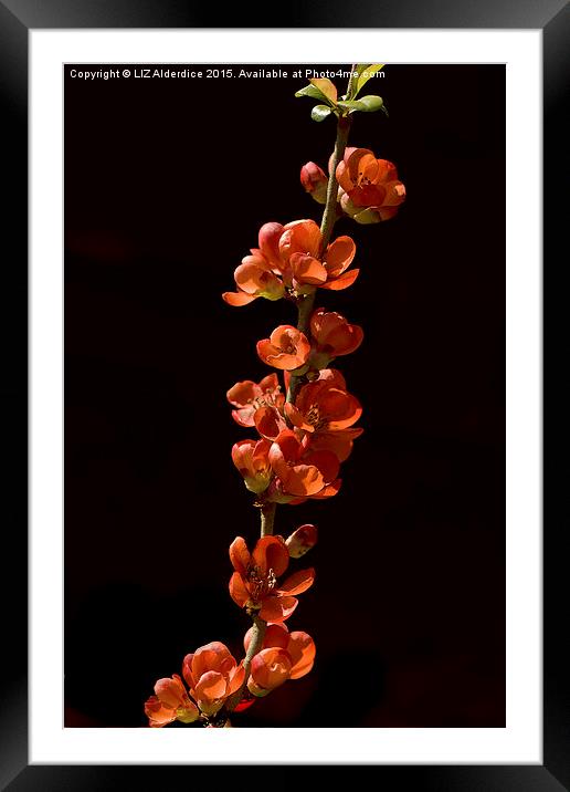  Red Flowering Quince Framed Mounted Print by LIZ Alderdice