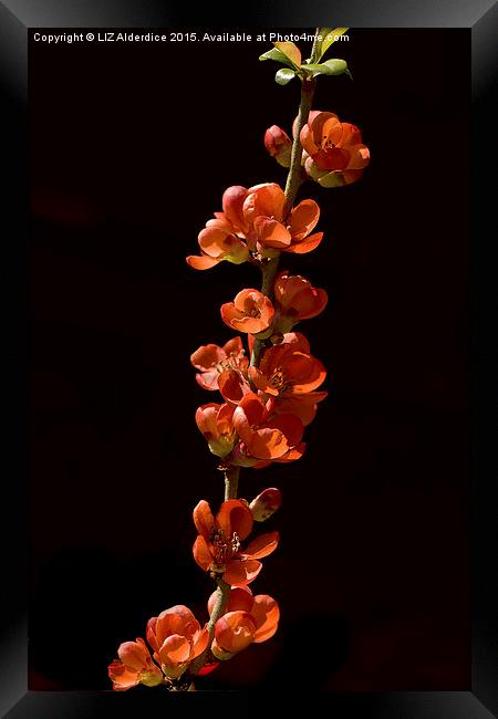  Red Flowering Quince Framed Print by LIZ Alderdice