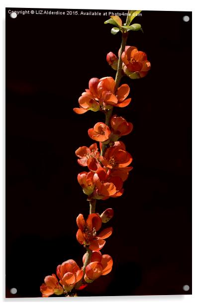  Red Flowering Quince Acrylic by LIZ Alderdice