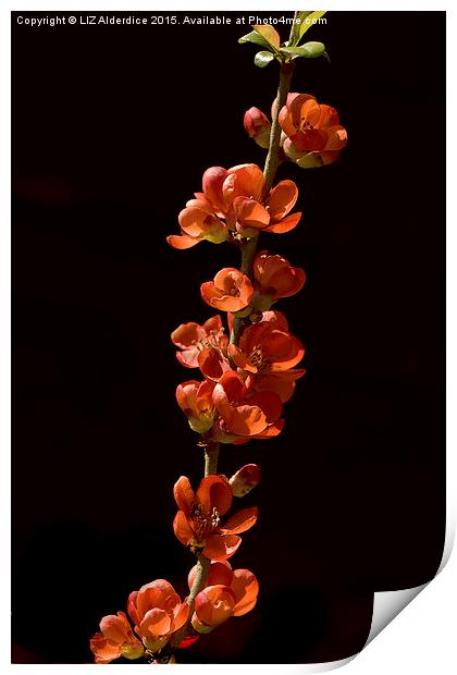  Red Flowering Quince Print by LIZ Alderdice