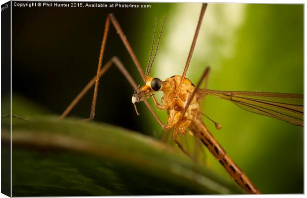  Crane Fly Canvas Print by Phil Hunter