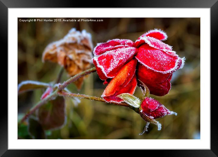  Frozen Rose Framed Mounted Print by Phil Hunter