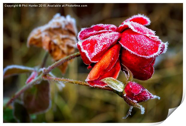  Frozen Rose Print by Phil Hunter