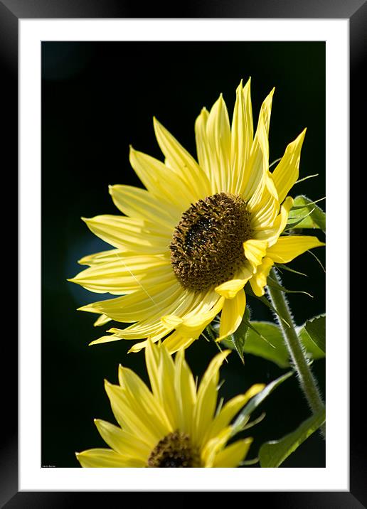 Sunflowers Framed Mounted Print by Kevin Baxter