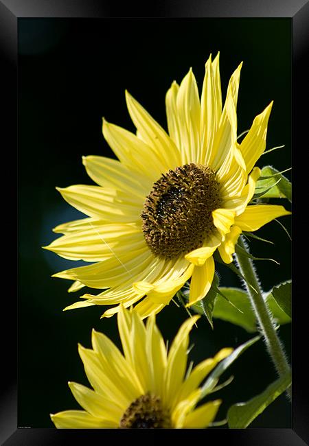Sunflowers Framed Print by Kevin Baxter