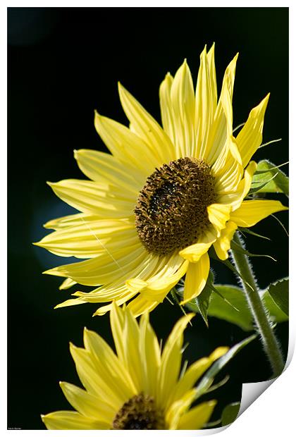 Sunflowers Print by Kevin Baxter