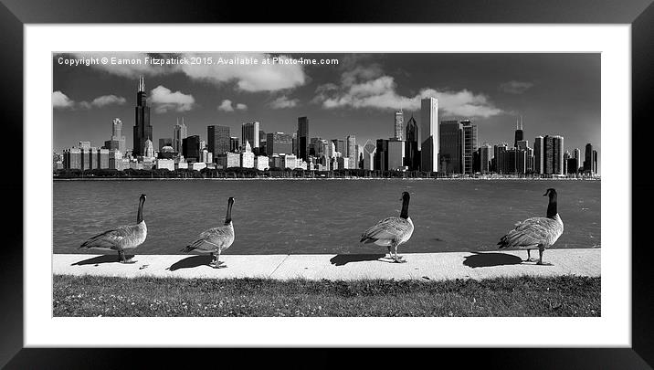  Chicago Geese  Framed Mounted Print by Eamon Fitzpatrick