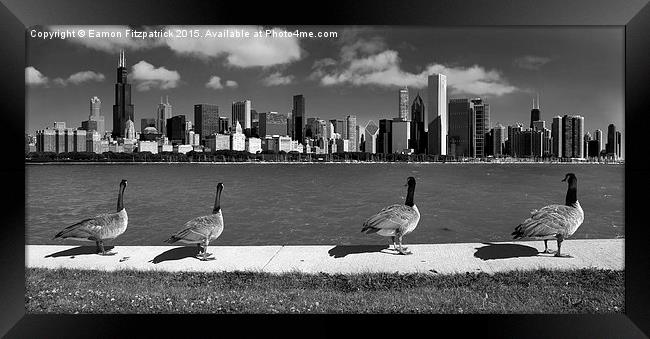  Chicago Geese  Framed Print by Eamon Fitzpatrick