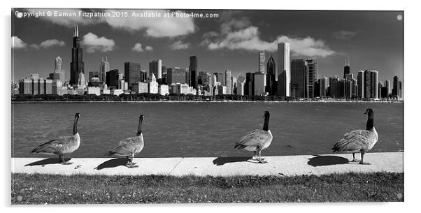  Chicago Geese  Acrylic by Eamon Fitzpatrick