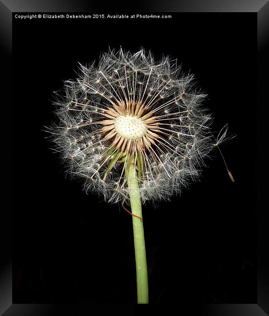  Dandelion time Framed Print by Elizabeth Debenham