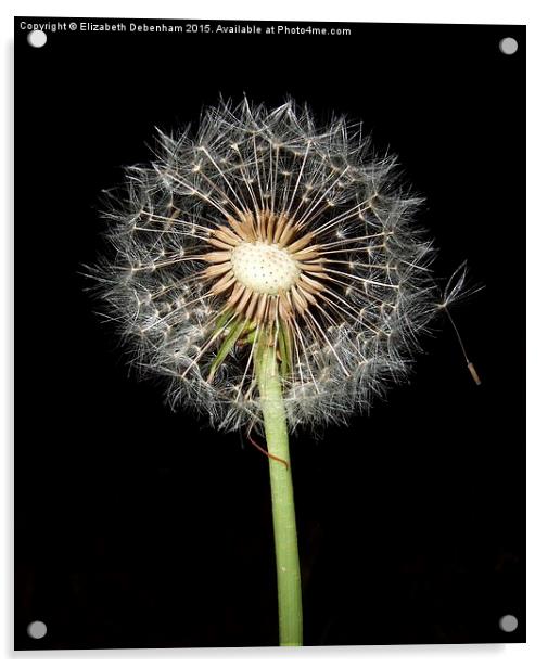  Dandelion time Acrylic by Elizabeth Debenham