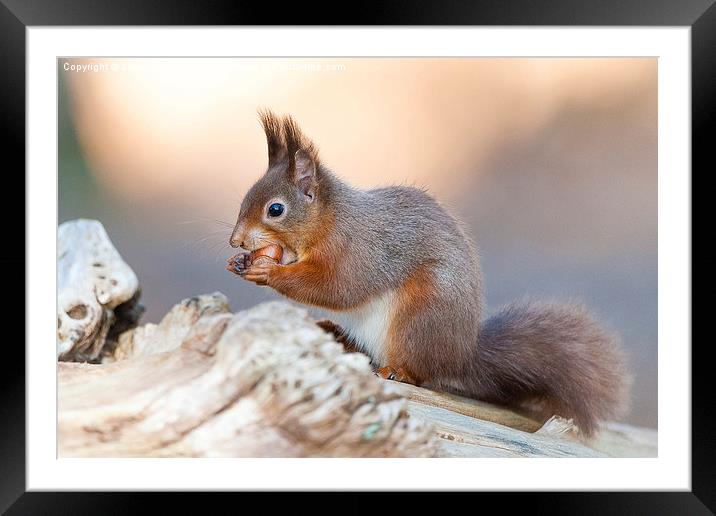  Red squirrel (Sciurus vulgaris) Framed Mounted Print by Steve Liptrot