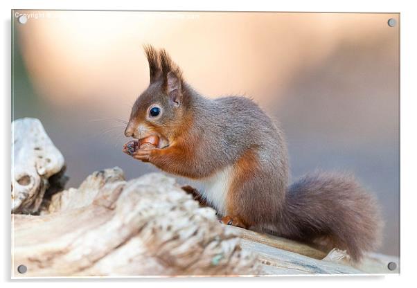  Red squirrel (Sciurus vulgaris) Acrylic by Steve Liptrot