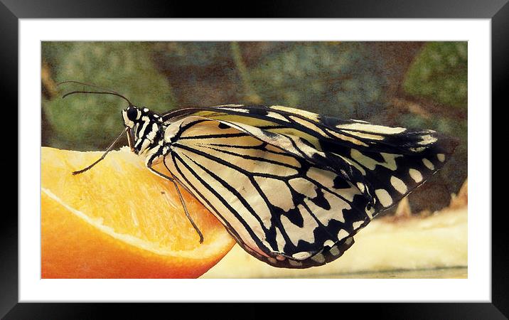 tree nymph on orange Framed Mounted Print by Heather Newton