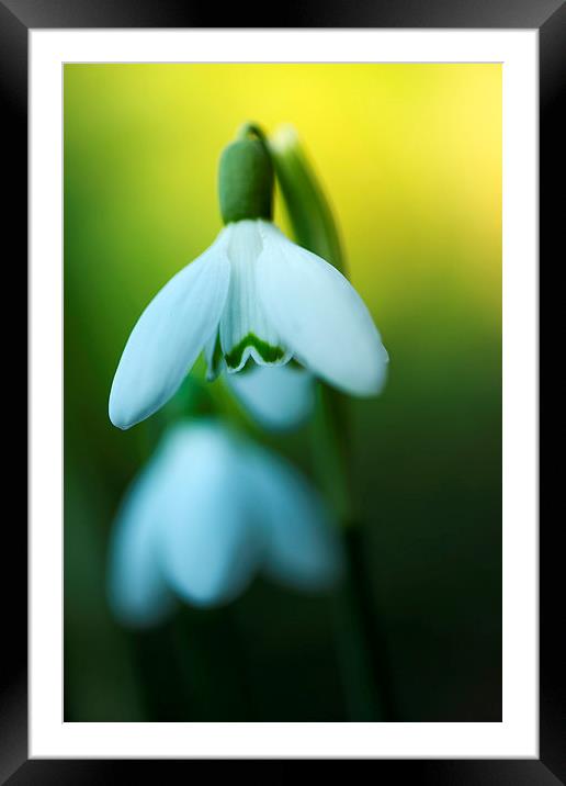  Snowdrops! Framed Mounted Print by Inguna Plume