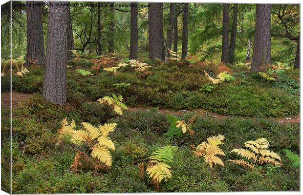  Highland Forest ferns Canvas Print by Andy Martin