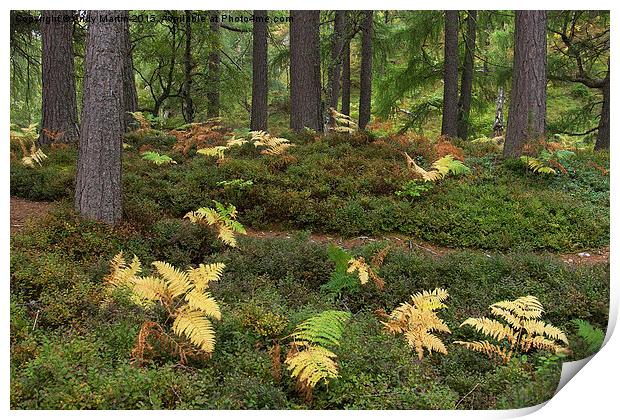  Highland Forest ferns Print by Andy Martin