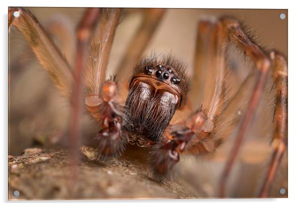  British Spider Acrylic by Paul Iddon