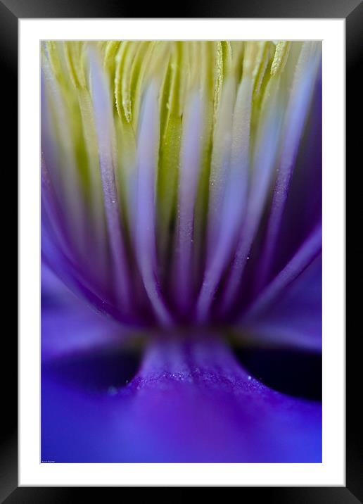 Clematus Framed Mounted Print by Kevin Baxter