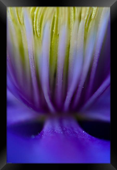 Clematus Framed Print by Kevin Baxter