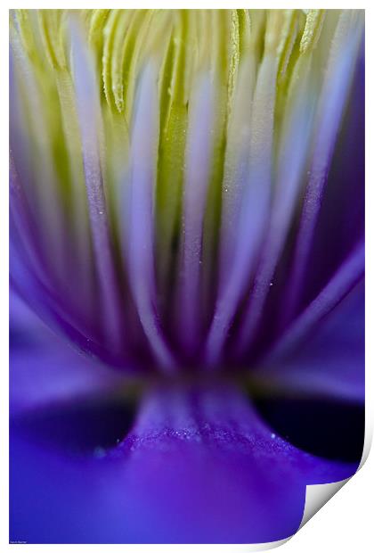 Clematus Print by Kevin Baxter