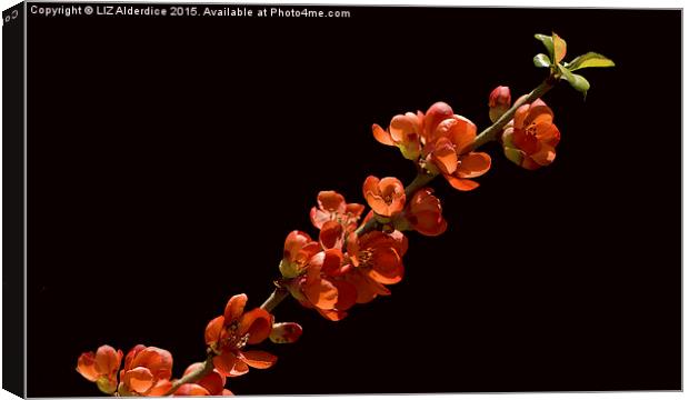 Red Flowering  Quince Canvas Print by LIZ Alderdice