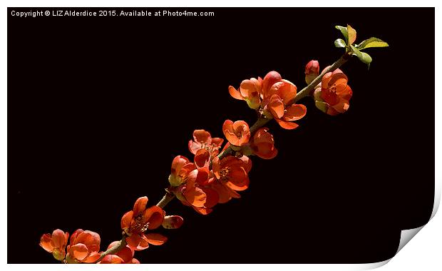 Red Flowering  Quince Print by LIZ Alderdice