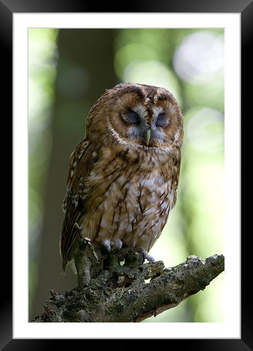 The Sleepy Tawny Owl Framed Mounted Print by Kevin Baxter