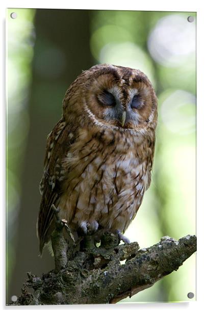 The Sleepy Tawny Owl Acrylic by Kevin Baxter