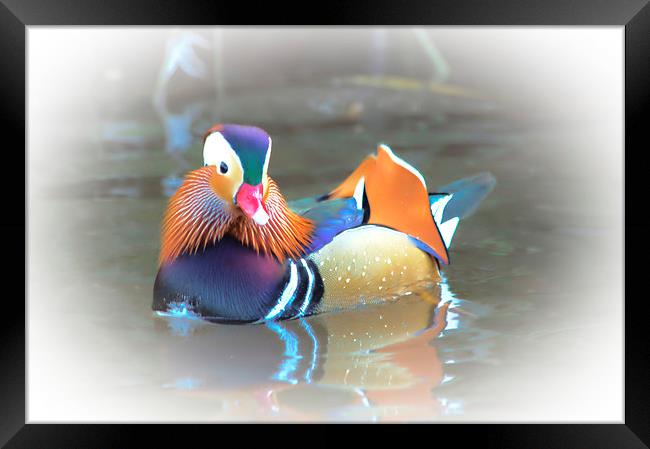  Mandarin Duck Framed Print by Jason Moss