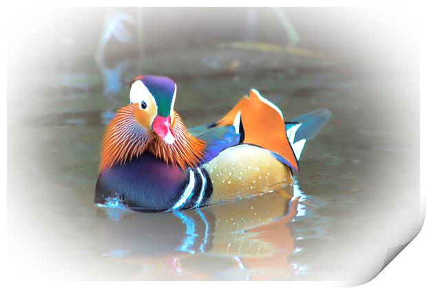  Mandarin Duck Print by Jason Moss