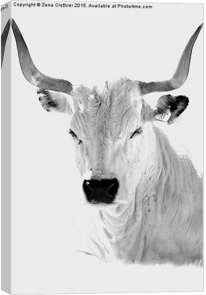 The White Horned Cow Canvas Print by Zena Clothier