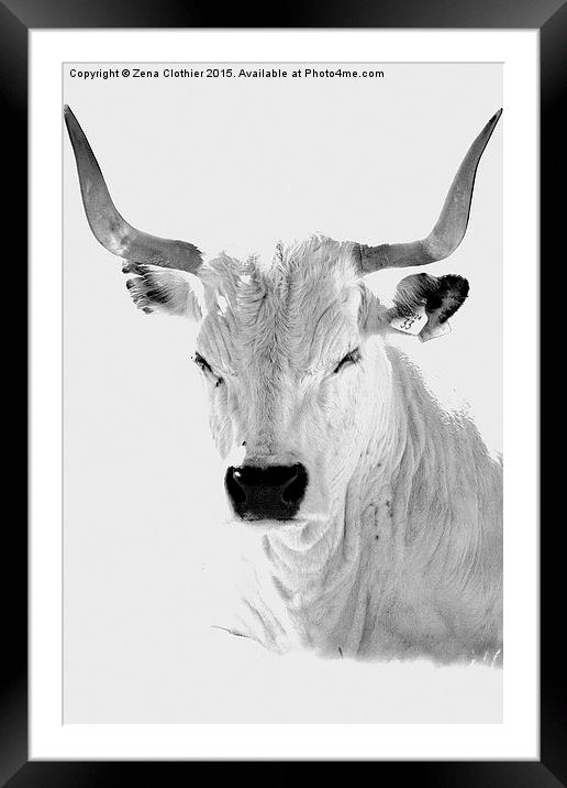 The White Horned Cow Framed Mounted Print by Zena Clothier