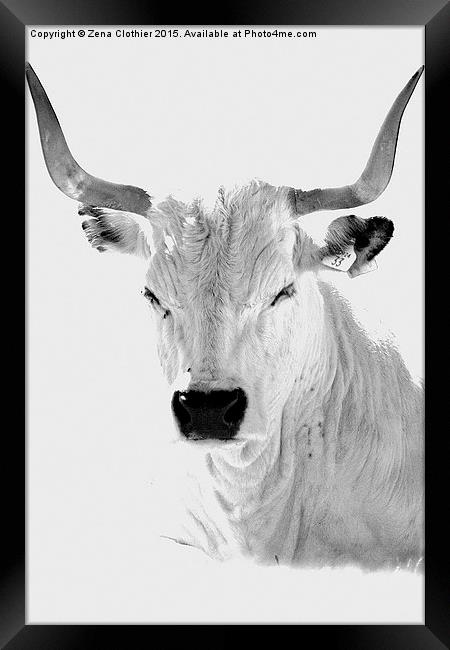 The White Horned Cow Framed Print by Zena Clothier
