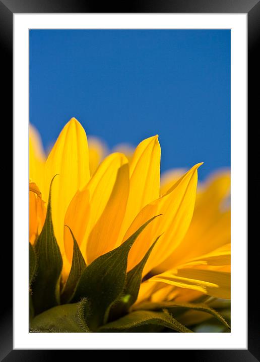 Sunflower Framed Mounted Print by Kevin Baxter