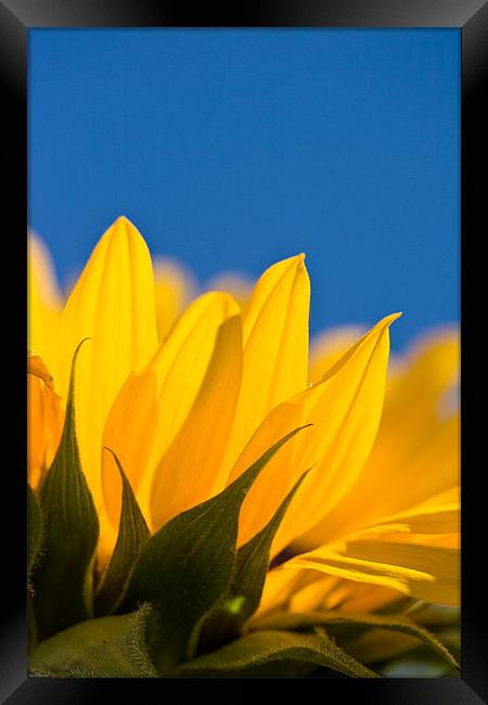 Sunflower Framed Print by Kevin Baxter