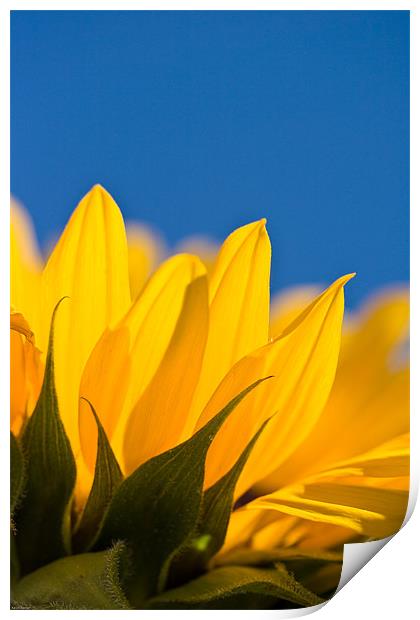 Sunflower Print by Kevin Baxter