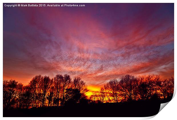  Starlings at Sunset Print by Mark Battista