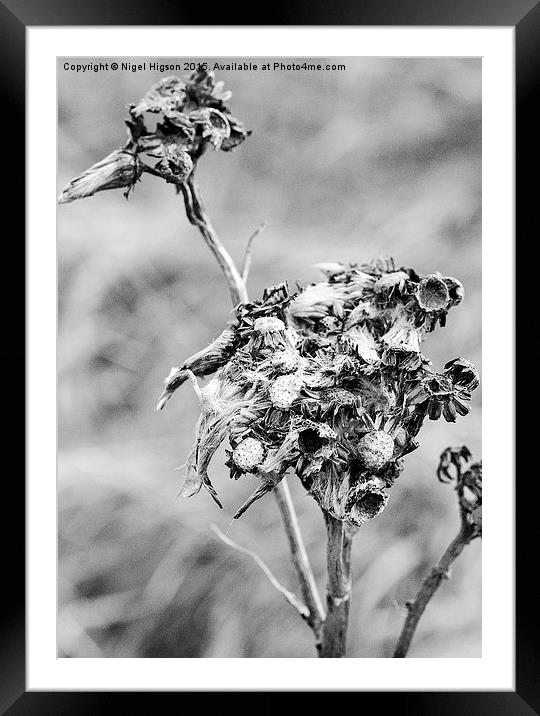 WINTER WEED Framed Mounted Print by Nigel Higson