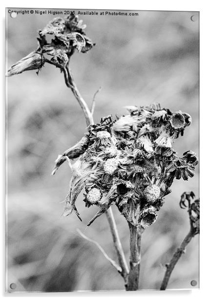  WINTER WEED Acrylic by Nigel Higson