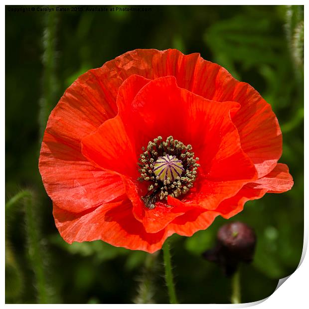  Poppy Print by Carolyn Eaton