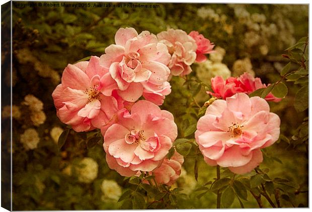  Roses Canvas Print by Robert Murray