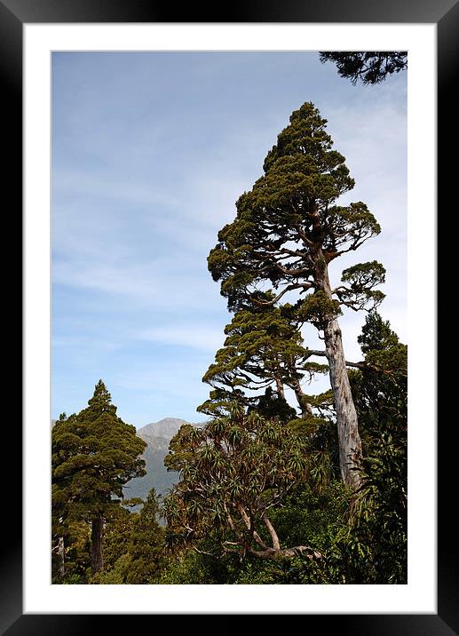 New Zealand Cedar Framed Mounted Print by Peter Righteous