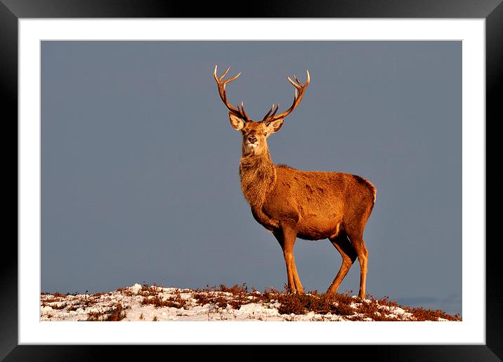  Royal Stag Framed Mounted Print by Macrae Images