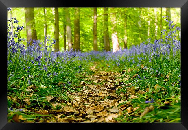 Bluebell path Framed Print by Kevin Baxter
