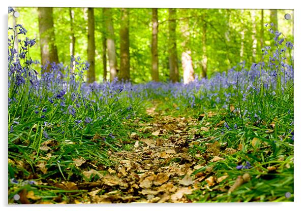 Bluebell path Acrylic by Kevin Baxter