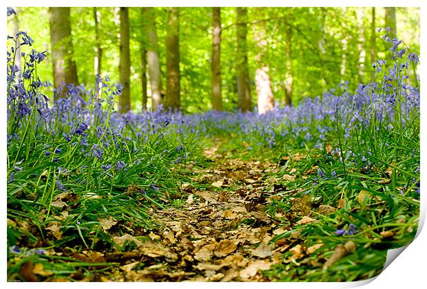 Bluebell path Print by Kevin Baxter