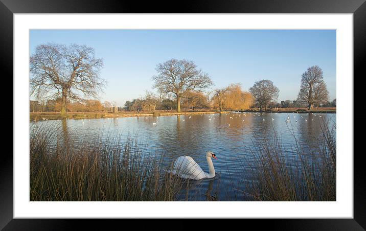  Bushy Park Winter Framed Mounted Print by Clive Eariss