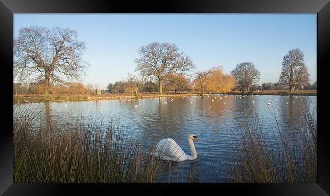  Bushy Park Winter Framed Print by Clive Eariss
